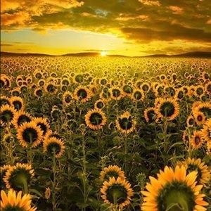 Meet your Posher, Liz